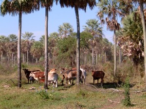 Fauna y flora nativas en ‘regresión’ por actividad agrícola-ganadera en Paraguay
