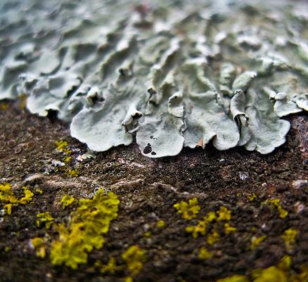 El año Internacional por la Biodiversidad se tiñe de sangre