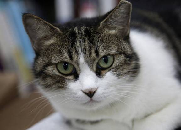 Juicio a un anciano que mataba los gatos de su vecino con una carabina de aire