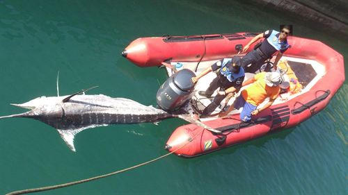 Encuentran el cadáver de un marlín azul de 300 kilos flotando en aguas del sur de Lanzarote