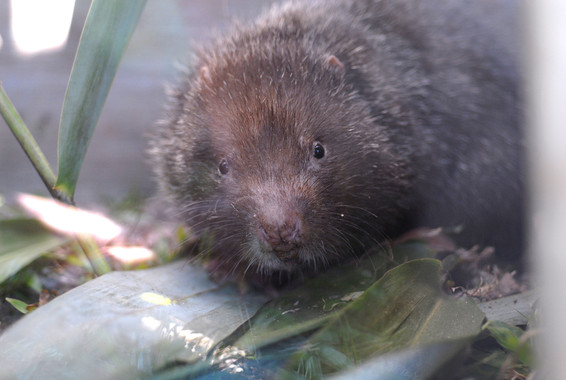 Los cambios en el monzón y la evolución de los roedores