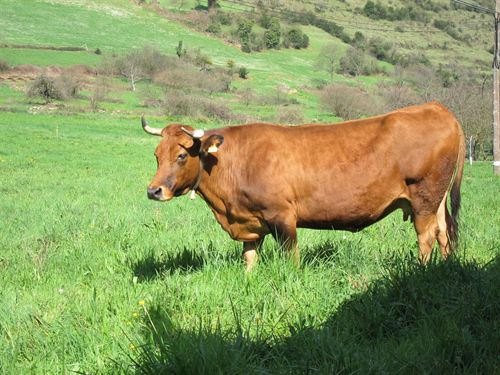 El 90% de las 150 razas de ganado autóctono de España está en peligro de extinción