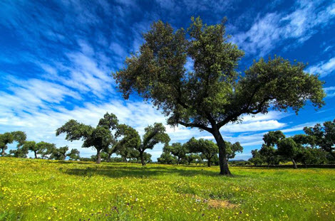 Gestión y Conservación de la Naturaleza