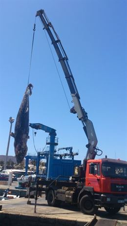 Hallan muerta una cría de cachalote de 6