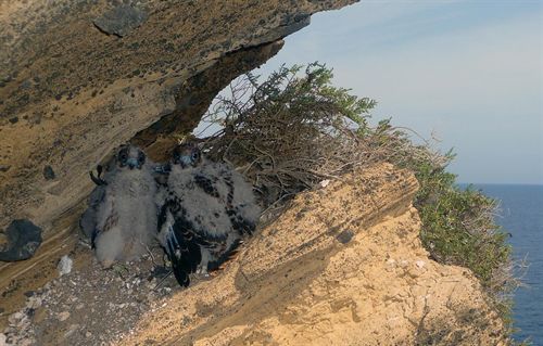 España apoya que las instituciones financieras se impliquen en la protección del Mediterráneo