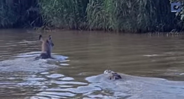 El antílope que se escapa milagrosamente de un cocodrilo (Mira VIDEO)