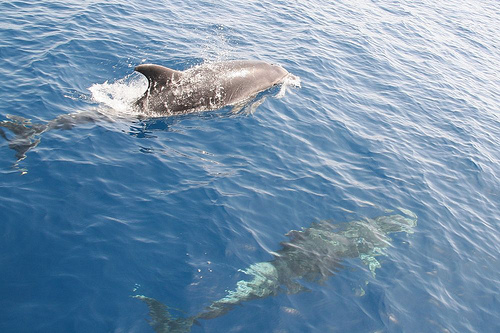 Oceana apoya la exigencia de la CE de que España proteja más áreas marinas