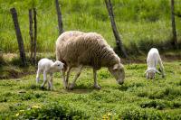 La refundación de la ganadería extensiva