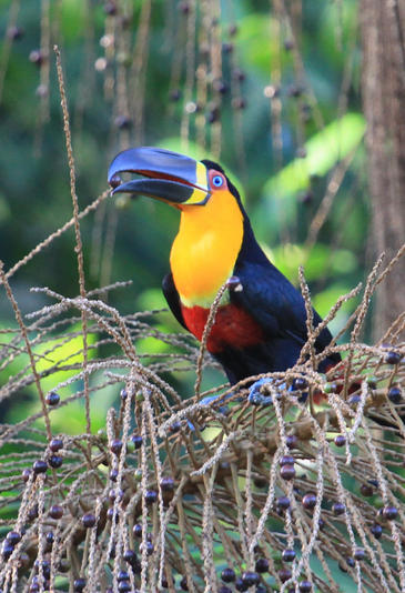 La extinción de grandes frugívoros en Brasil reduce el tamaño de las semillas