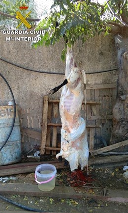 La Benemérita ha desmantelado en Alicante un matadero clandestino ‘vomitivo’ situado junto a animales vivos