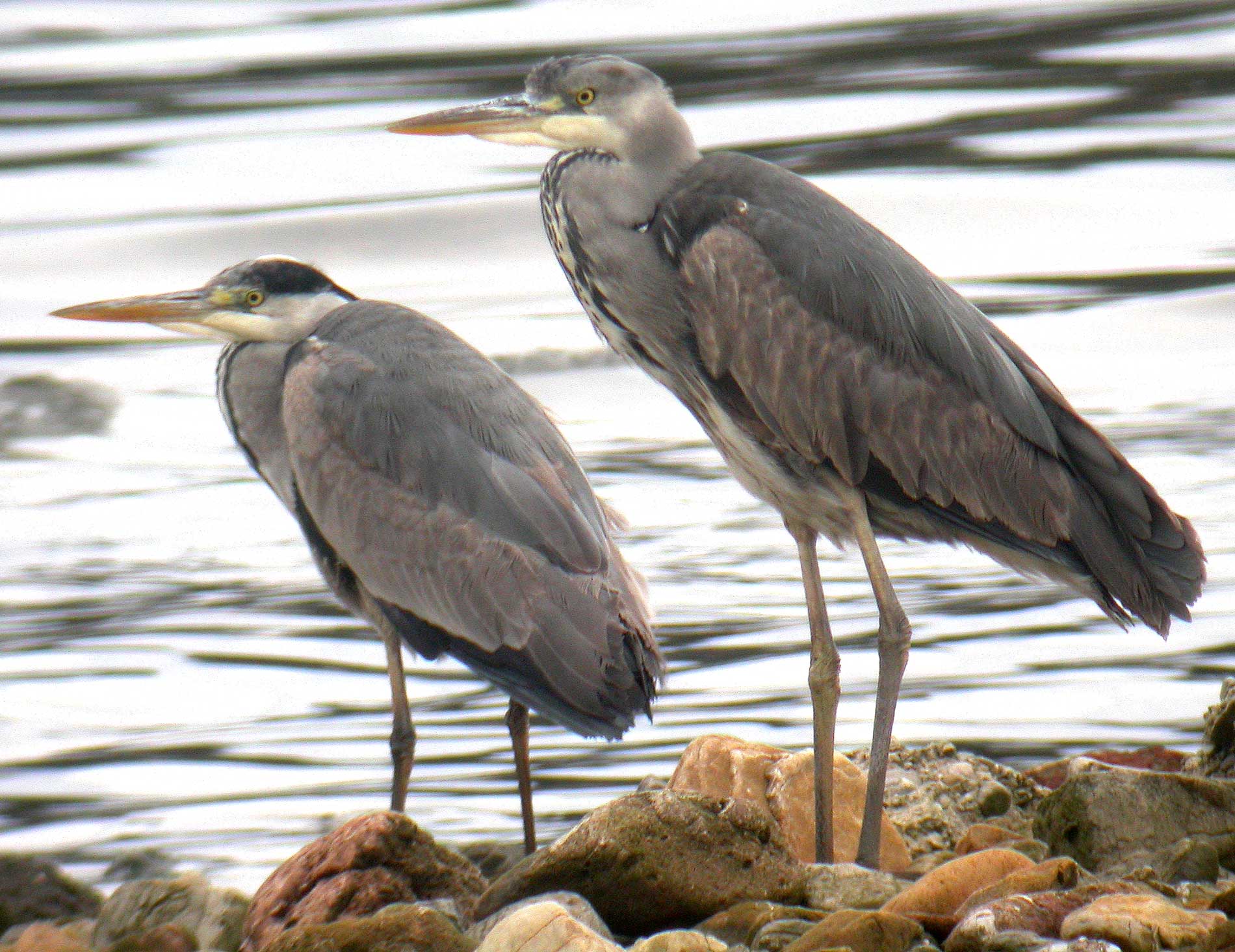 NO a la caza de nutrias y garzas como piden algunos pescadores deportivos en Asturias