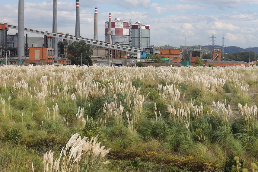 Asturias. El Plumero nos invade y el Principado pasa de todo a pesar del impacto que supone.