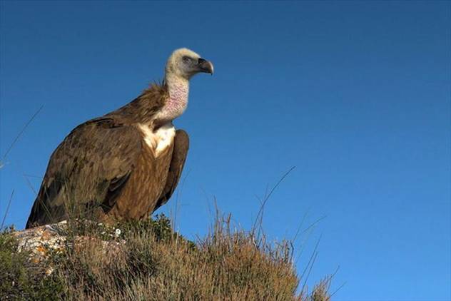 Europa está poniendo en riesgo a las poblaciones de buitres