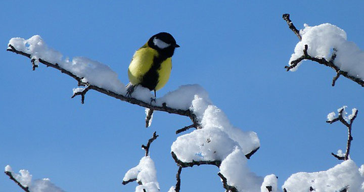 SEO/Birdlife pide ayuda a los ciudadanos para seguir a las aves durante la ola de frío