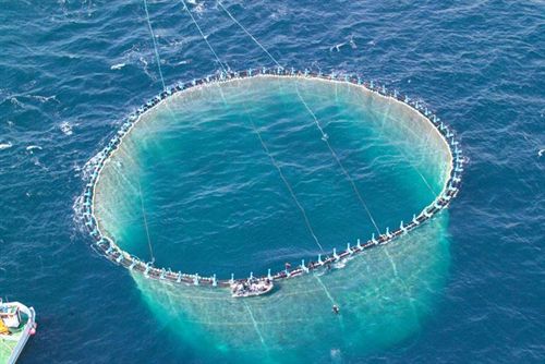 Obtienen puestas masivas de atún rojo de forma espontánea