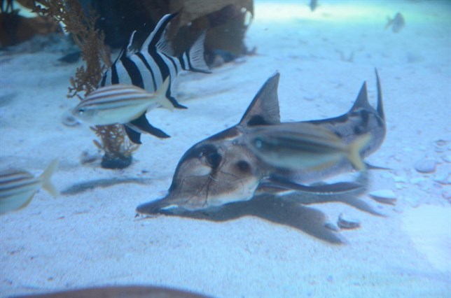 El tiburón elefante comparte memoria de ADN con el ser humano