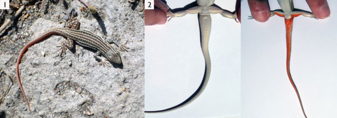 Descubre el ‘señuelo’ de las lagartijas