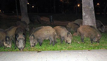Localizan una manada de jabalíes cuando atravesaba una zona urbana de Cambre (A Coruña)