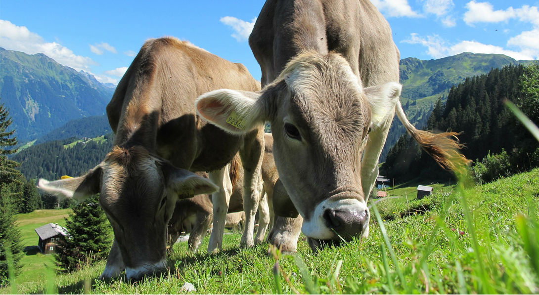 Las salchichas no crecen de los árboles