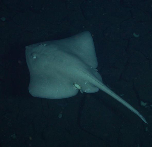 Mexico. Conoce los peces del Mar de Cortez