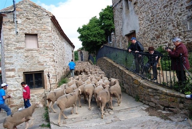 ‘Somos Trashumantes permite acompañar a las ovejas en las Tierras Altas de Soria