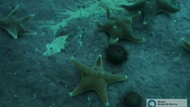 Los moluscos construyen conchas más pequeñas para ahorrar energía