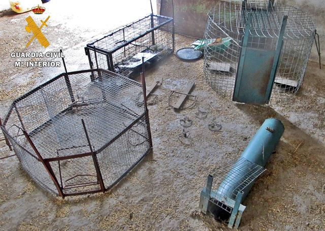 Águila imperial envenenada en el término municipal de Reina (Badajoz)