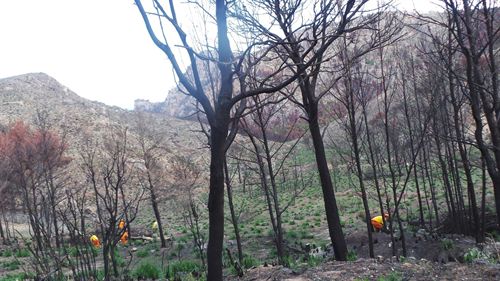 Decenas de voluntarios continúan con las tareas de recuperación de la Serra de Tramuntana