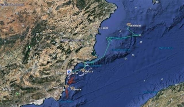El CSIC hace un ‘seguimiento’ a cuatro tortugas boba en el Mediterráneo