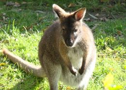 Nacen dos crías de marsupial en el Parque del Oeste de Málaga