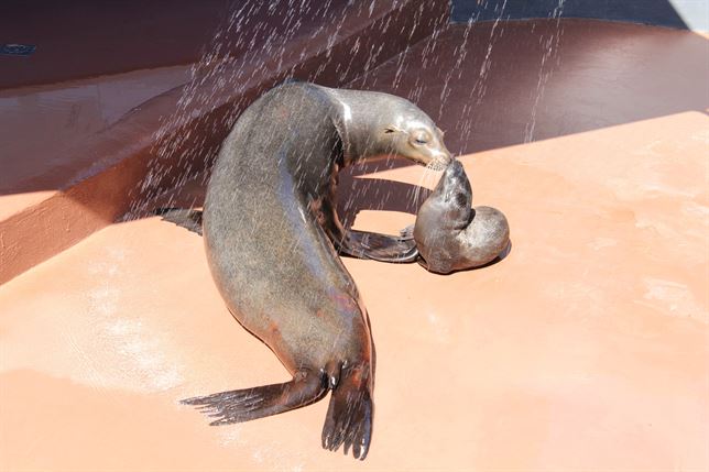 Un estudio demuestra que las habilidades matemáticas delos mamíferos marinos son comparables a las de los primates