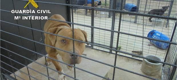 Detectan en Crevillent un criadero ilegal de 30 perros peligrosos sin vacunar ni microchip