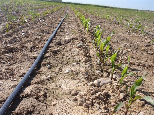 Álava insta a los viticultores a instalar el riego por goteo