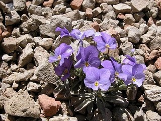 La desaparición del pastoreo y el control del muflón benefician la recuperación de la violeta del Teide