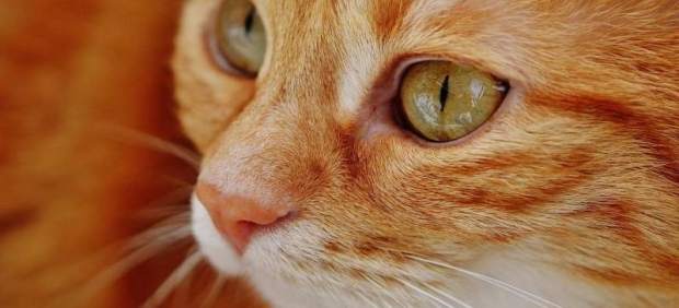 Calvià pone en marcha una campaña de identificación y esterilización de gatos domésticos