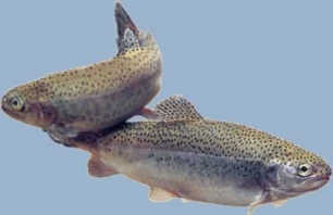 Aprobado el Plan General de Ordenación Piscícola de La Rioja