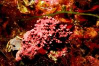 La fundación félix rodríguez de la fuente apoya la propuesta de oceana para ampliar el parque nacional de cabrera