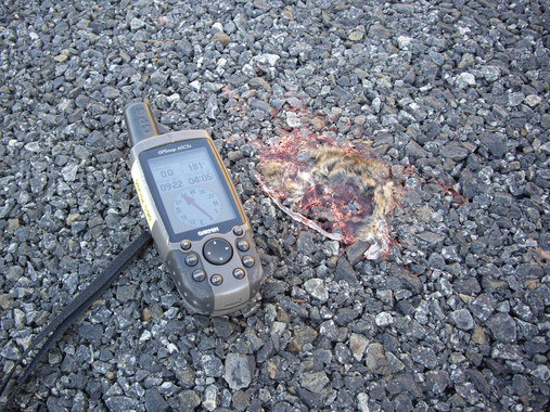 200 ratones de campo mueren atropellados por kilómetro de carretera y año