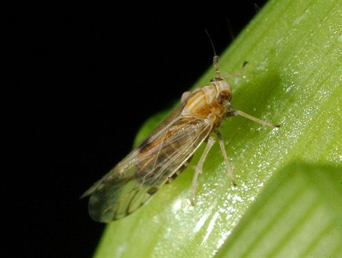 Parásitos modifican las plantas para atraer insectos