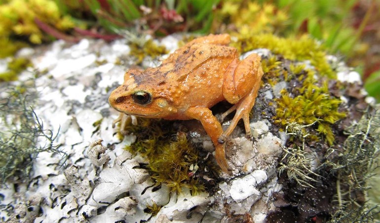Descubiertas tres especies de diminutas ranas en los Andes peruanos