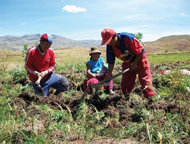 Día Mundial de la Alimentación: Puno es la cuarta región más vulnerable en alimentación