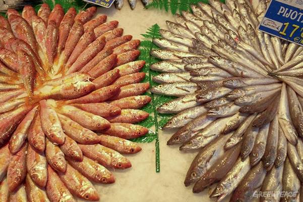 ‘Barcos Monstruo’