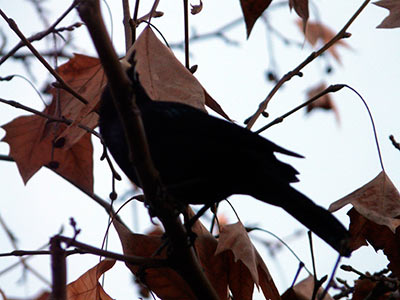 Miles de pájaros se precipitan al suelo en Arkansas