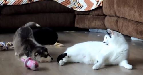 Luz verde en la ley sobre animales de compañía que aumentarán notablemente las multas por abandono