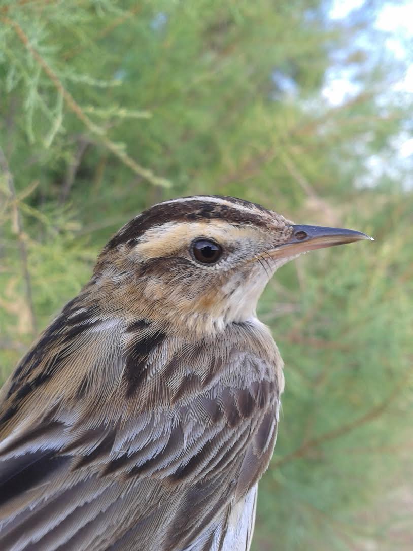 Programa de Voluntariado Ambiental en el espacio natural de La Nava y Campos de Palencia