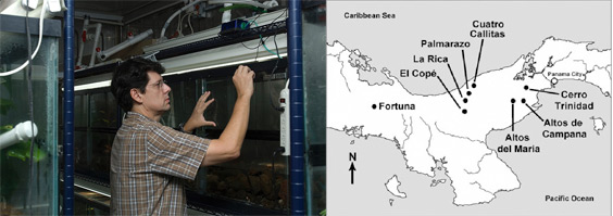 La amplia distribución de un hongo patógeno que ataca a los anfibios