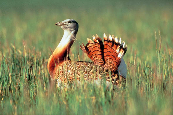 Castilla-La Mancha. Plan de gestión de zonas ZEPA de ambientes esteparios