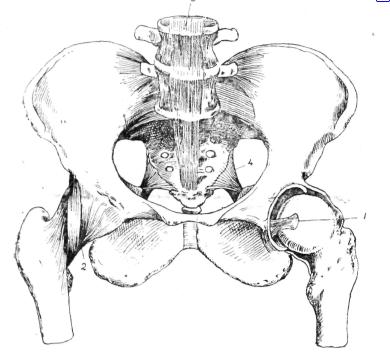 Descubren en Atapuerca restos de un anciano de medio millón de años