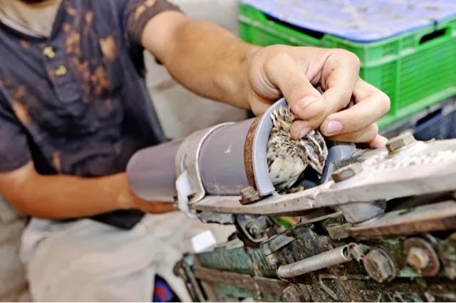 En Becerril se armó la ‘marimorena’ entre cazadores y vecinos contrarios al lanzamiento de ‘codornices a tubo’