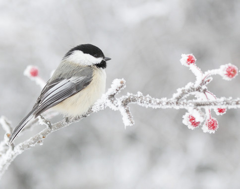 Los pájaros de hábitats cambiantes tienen el cerebro más grande